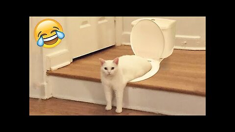 Funny Cats and Dogs | Best Funny Animal Videos 2023