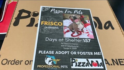 Tully's Tails: Pizza for Pets