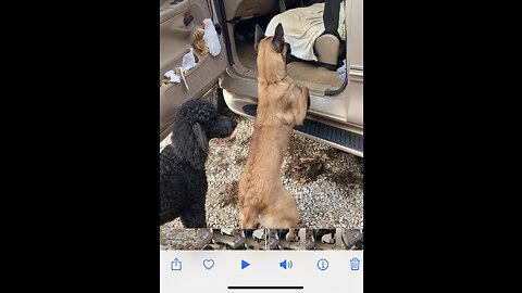 Dog afraid of truck after owner cleans it up.