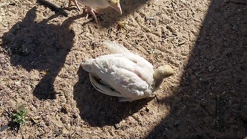 Baby turkeys first day in the sun.