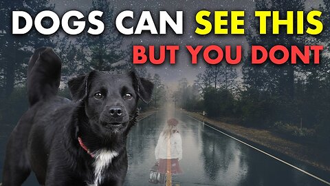 20 Things Your Dog Can See Feel But YOU CANT The Sixth Sense of Animals