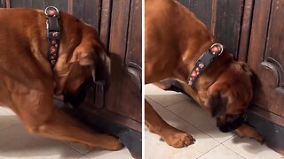 Boxer desperately tries to rescue trapped ball