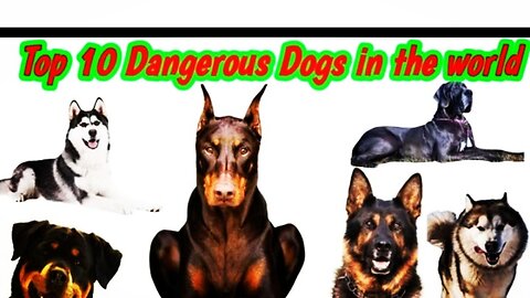 Top 10 Dangerous Dogs in The World 2023