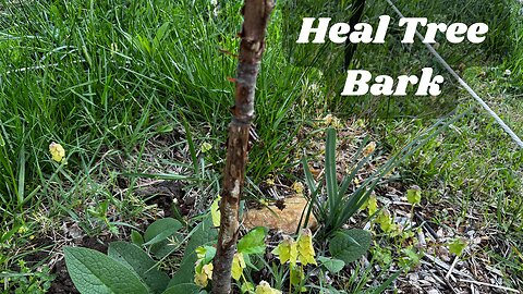 Healing Tree Bark