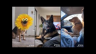 Try not to laugh Funny animals#shorts#funny videos