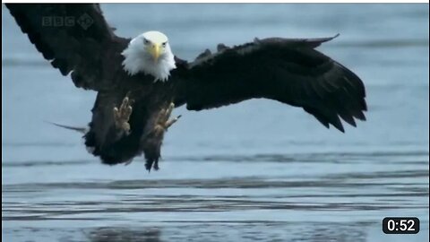 The Best OF Eagle Attacks 2023 - Most Amazing Moments Of Wild Animal Fights! Wild Discovery Animals