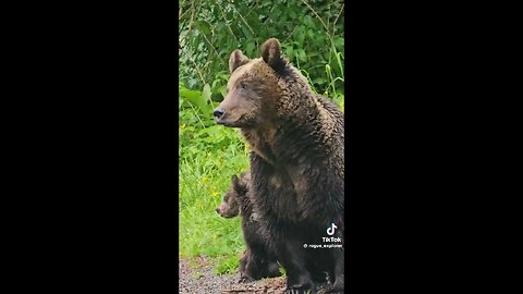 Mama bear attacks car to protect her cub