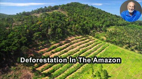 Global Demand For Beef Is The Leading Driver Of Deforestation In The Amazon