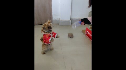 "Adorable Shih Tzu Standing and Hopping Like a Bunny – Too Cute to Miss!"