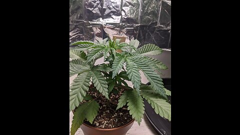 Cheap and easy grow: pt.8