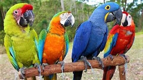 8 Most Beautiful Macaws on Planet Earth