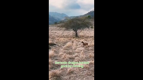 Komodo dragon hunted goat 🐐 running