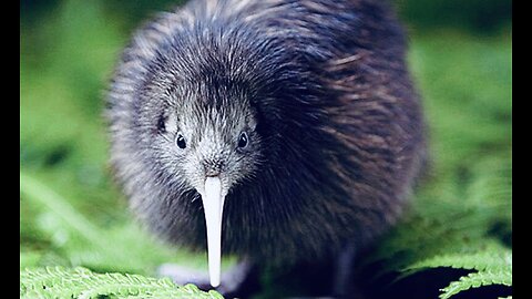 5 Fun Facts About The Kiwi