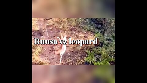 Rusa vs leopard