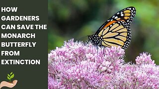 Monarch Butterfly: How Gardeners Can Save Monarch Butterflies from Extinction