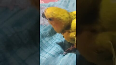 Sick Sun Conure Baby Come To Me For Treatment l #shorts l #sunconure l @BikisAviary