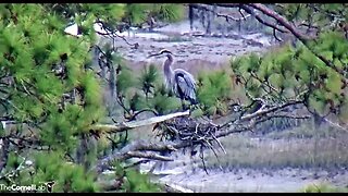 Great Blue Heron at Last Season's Nest 🦩 02/05/23 15:27