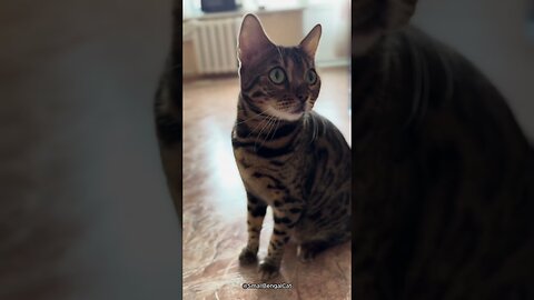 Villainous cat is shocked