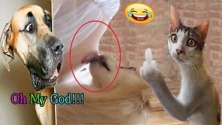 Funny Animals Scarring And Chasing People 2023 Compilation