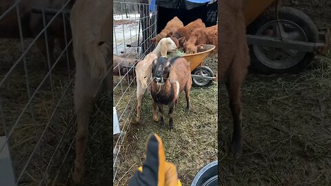 #goat #goats #goatfarming #goatlovers #nubian #homesteading #homestead #homesteadinglife #country