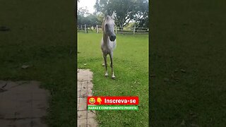 Olha que ele fez 😯 Cavalo Esperto de Mais o que fazer? #shorts #roça #animals #bicho #cavalo #arabe