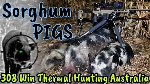 Pig Hunting with Thermal on Sorghum Stubble || Pulsar Thermion 2 XP50 Scope