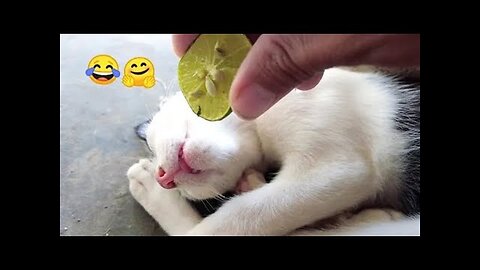 Funniest Cat And Dogs 😂 Funny Animal Videos