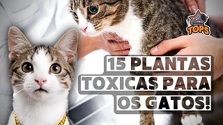 As 15 plantas TÓXICAS para gatos