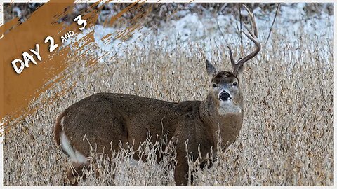 I'd Be Tagged Out If........ Late Season Bowhunting | Day 2 & 3