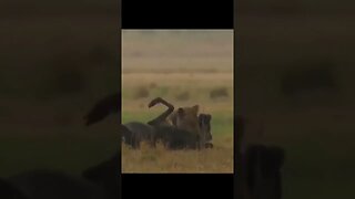 Lion Hunts and Takes Down Wildebeest