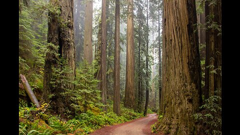 Discover Tranquility-Immerse Yourself in the Soothing Sound of Wind in the Sequoia Forest