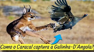 Como o Caracal captura a Galinha D'Angola?