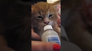 Maine Coon Kitten Henry, meat milk bottle anyone?