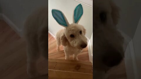 The Easter Bunny Came Early, Or Should I Say Easter Dog