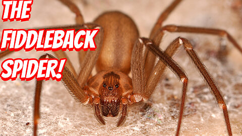 How Deadly Is The Brown Recluse spider!