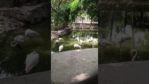 Bird in Zoo