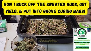 How I Buck, Yield, & Cure My 2023 Fall Grow Sweated Buds & Put Into Grove Bags!