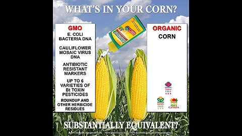 MONSANTO GMO CORN PROVEN TO CAUSE CANCER-TUMORS : THE WORLD MOST POPULAR HERBICIDE, ROUNDUP; VERY HARMFUL TO HUMAN HEALTH. “Never trust thine enemy: for like as iron rusteth, so is his wickedness.” 🕎Ezekiel 4;10-16 “THE CHILDREN OF ISRAEL EAT”