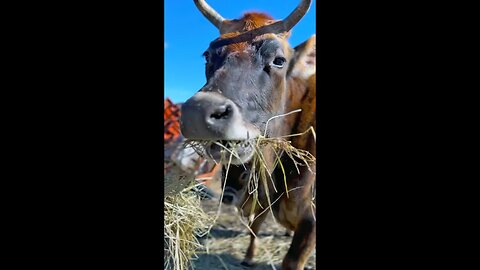 How we Feed our Cows in Winter