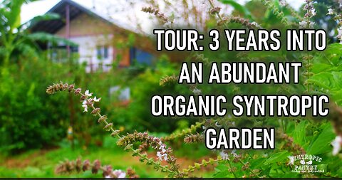 Tour of Abundant 3-year-old Organic Syntropic Garden - The Beginning of the Syntropic Pantry