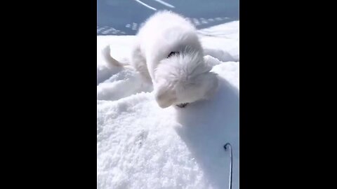 The silly puppy likes to feel the temperature of the snow with its face.