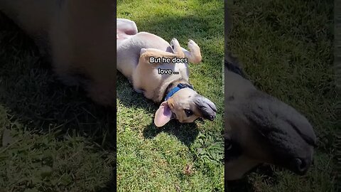 Rescue Dog Likes to Roll in the Sun