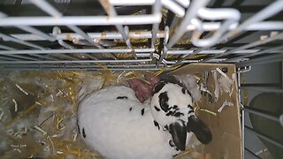 Mini Rex rabbits giving birth to baby bunnies kits dwarf Dalmatiner and Blue otter bunny