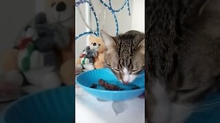 Cute Hungry Little Cat