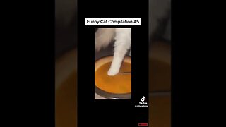 #funny #funnyvideo #funnycats #catsvideo #shorts #short with complements to Kittycatitems