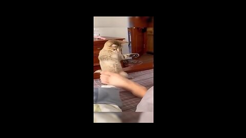 Funny animal videos