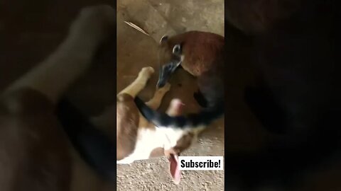 Coatimundi vs. Pitbull Puppy