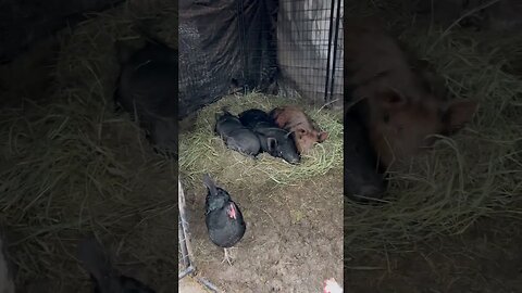 Piggies snoozin. #montana #countryliving #farmlife #homesteading #montanalife #pigs #shipleyswine