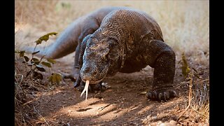 5 Fun Facts About The Komodo Dragon