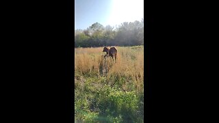 Video of our newest baby calf. less than a day old.
